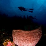039curacao_kadu