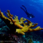 144curacao_kadu
