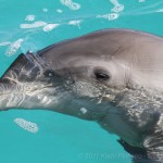 curacao_0007