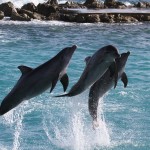 curacao_0018