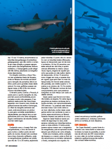 whitetip
